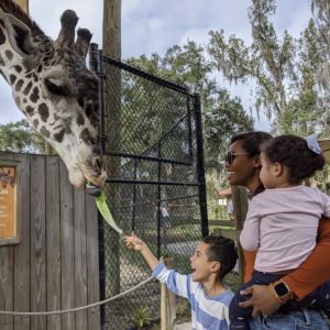 Boy feeding giraffe at the Central Florida Zoo