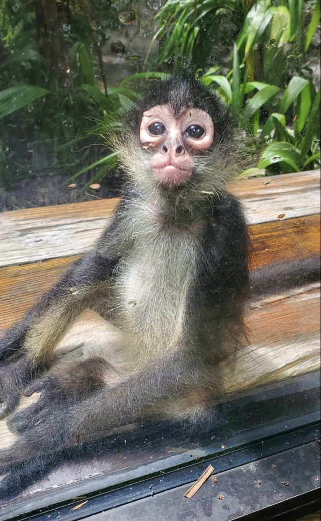 Mexican Spider Monkey