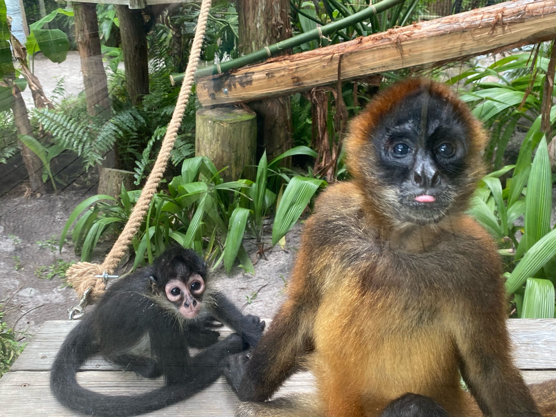 Central Florida Zoo takes in three orphaned Mexican spider monkeys –  Central Florida Zoo & Botanical Gardens