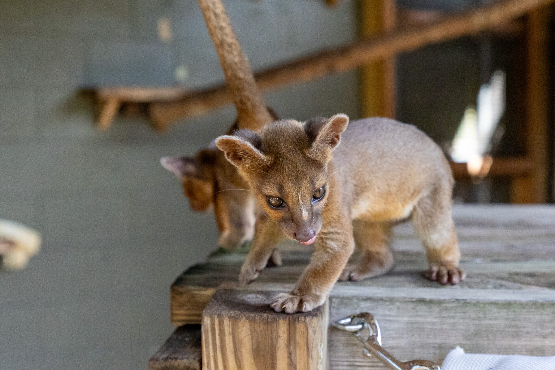 fossa cubs