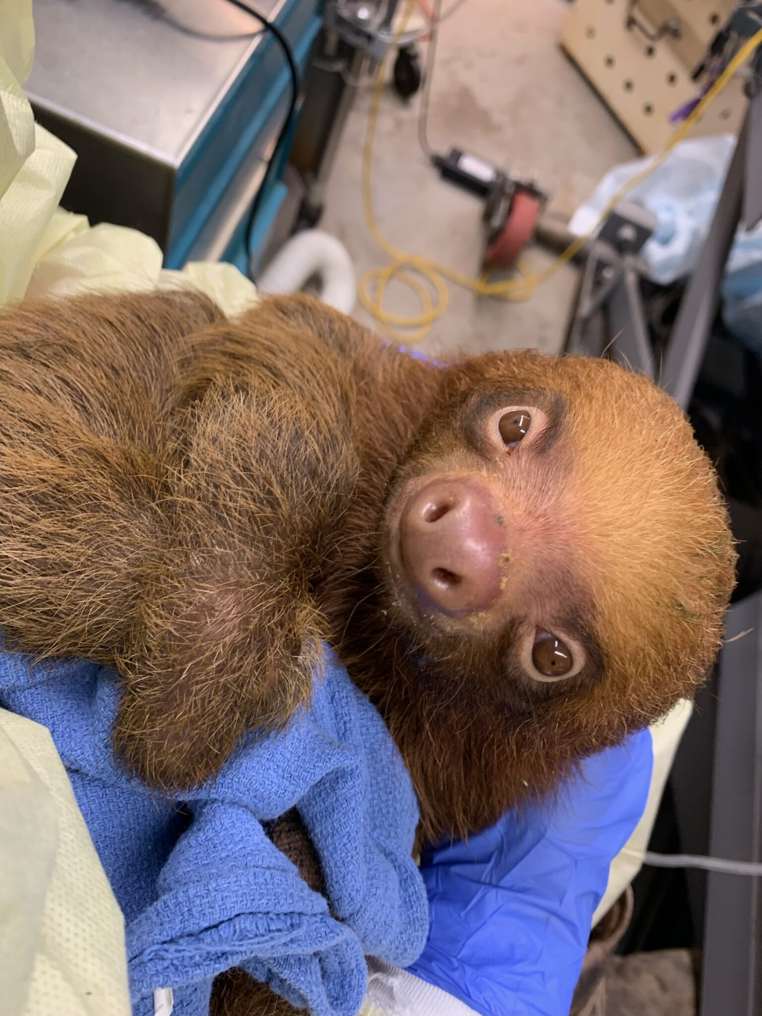 Central Florida Zoo & Botanical Gardens MEDIA ALERT: 13 Central Florida ...