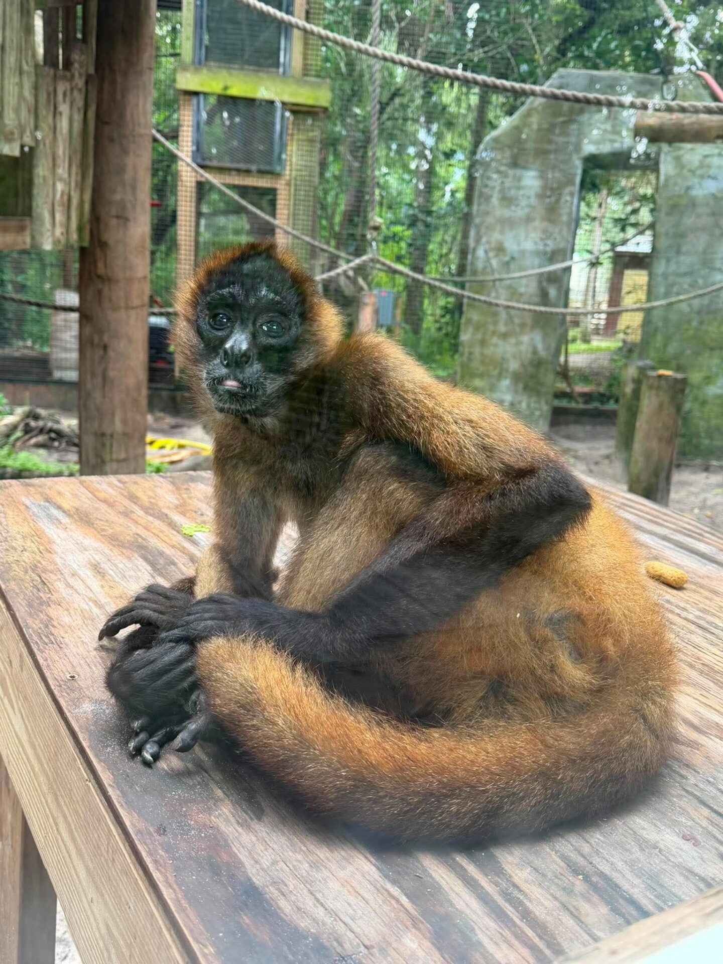 Big Guy leaves lasting legacy at the Central Florida Zoo & Botanical Gardens