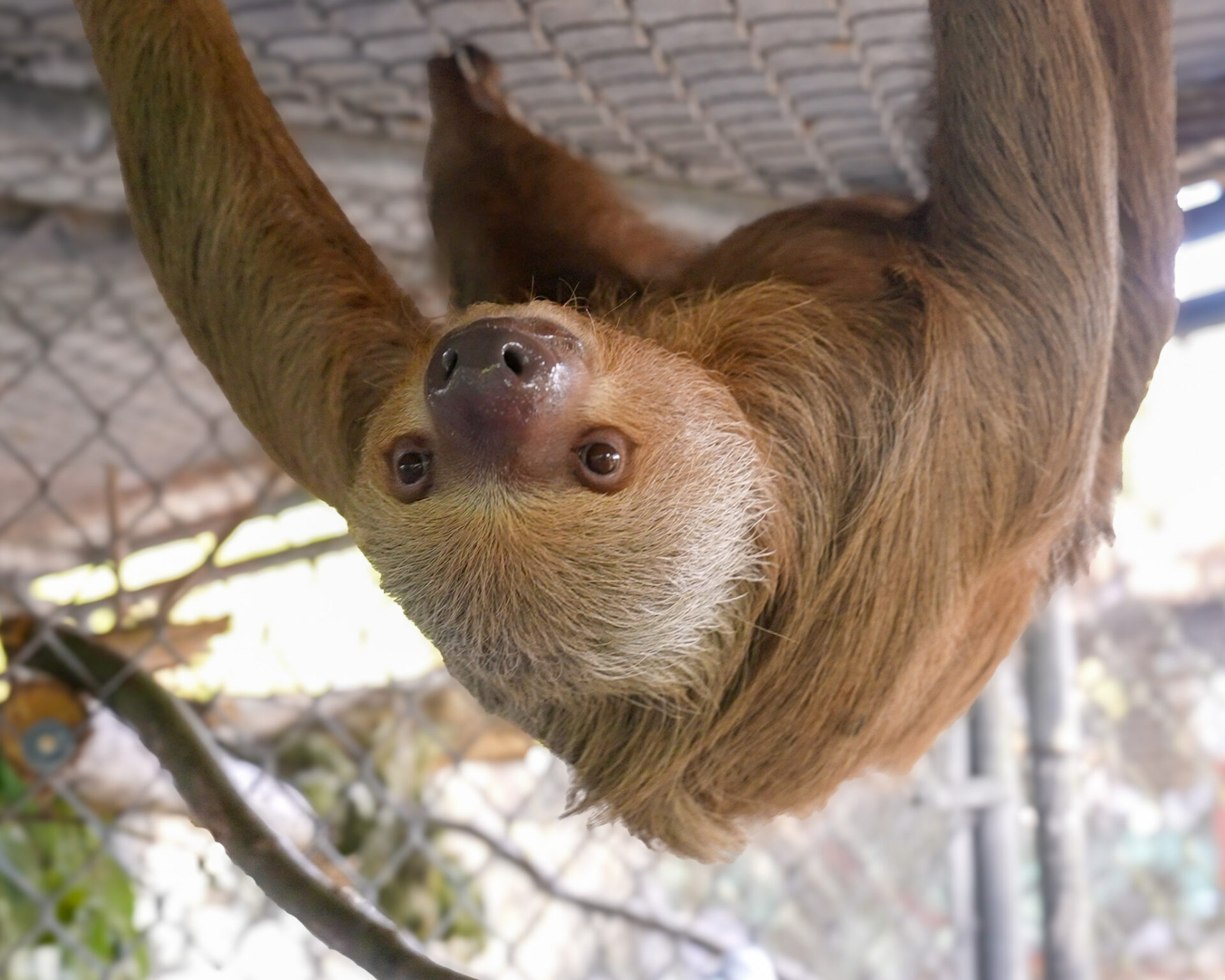 Central Florida Zoo announces passing of Willow the sloth