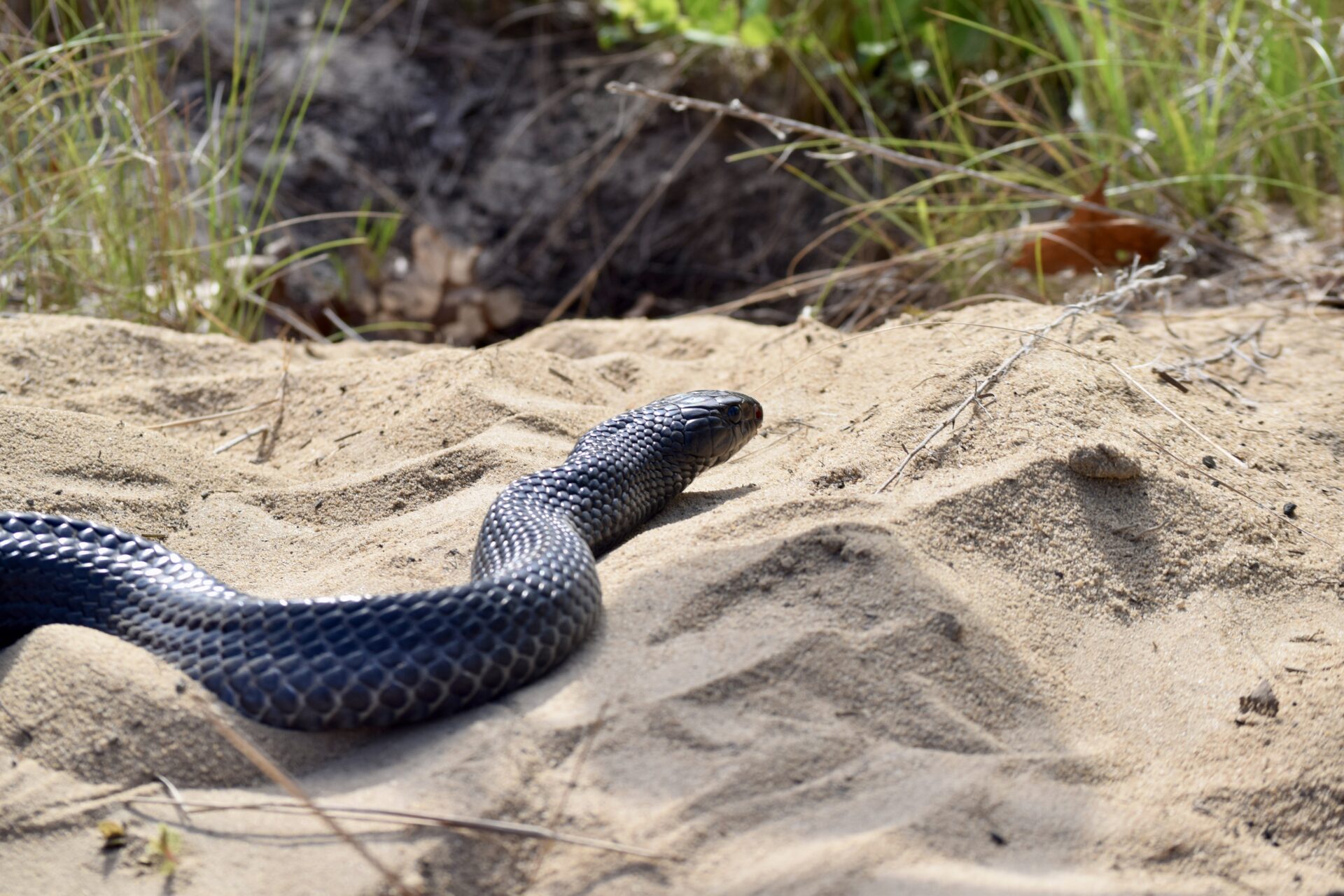 42 Eastern indigo snakes released across Florida and Alabama in continued species recovery effort