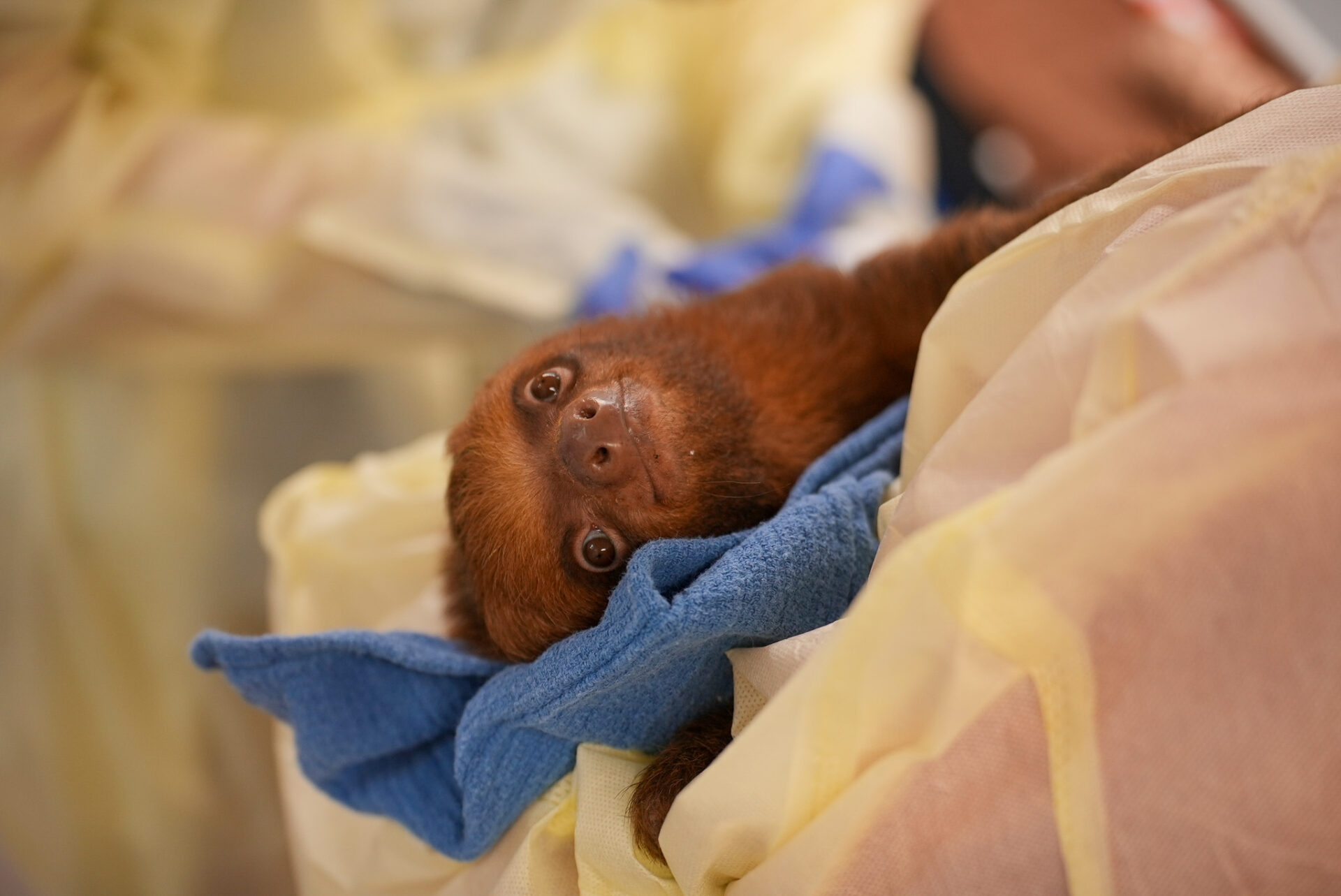 Central Florida Zoo announces passing of Mr. Ginger the sloth