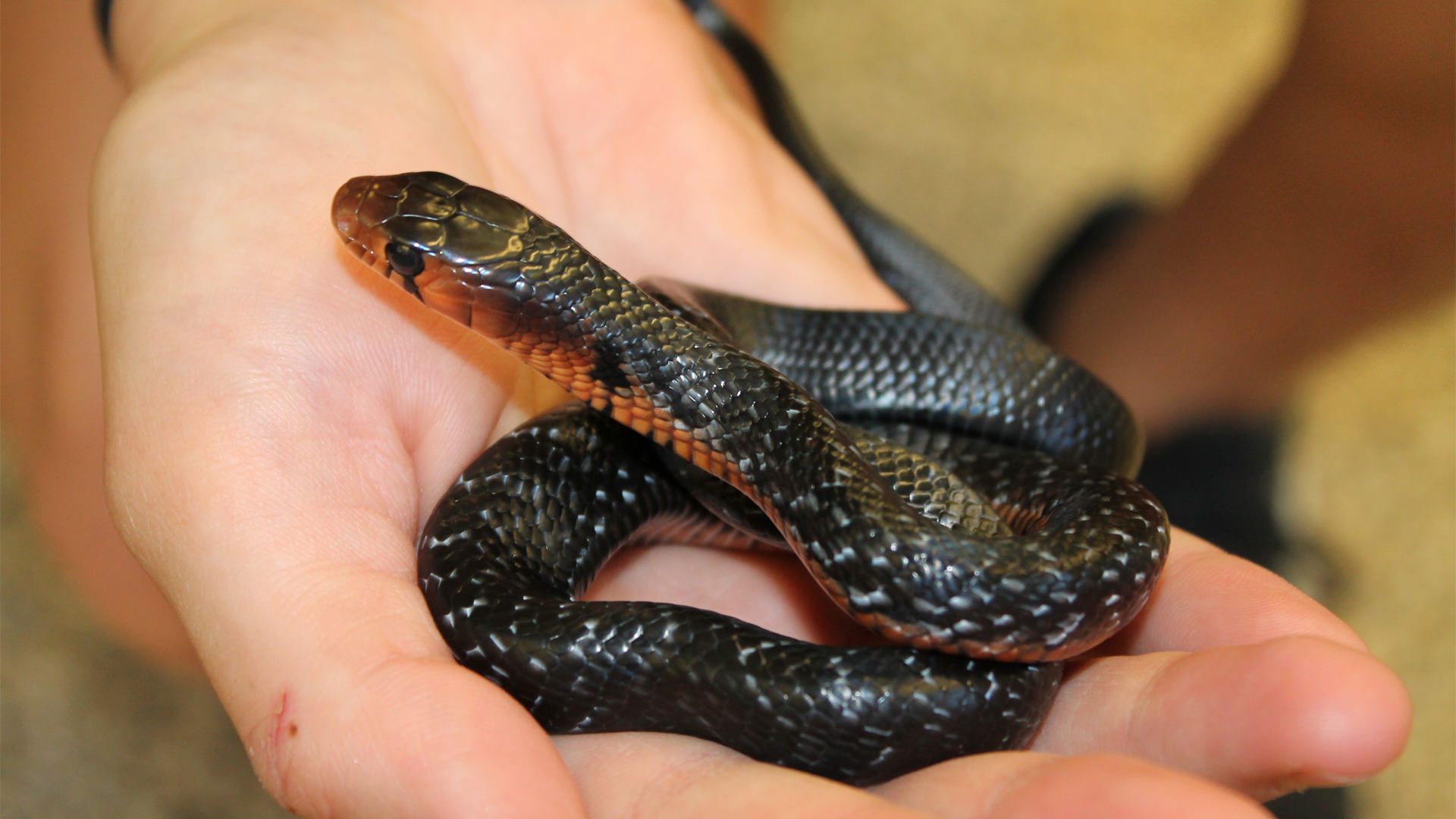 Eastern Indigo Snake