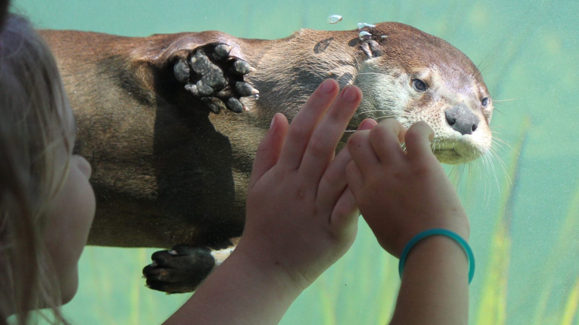 Otter 2 (2)