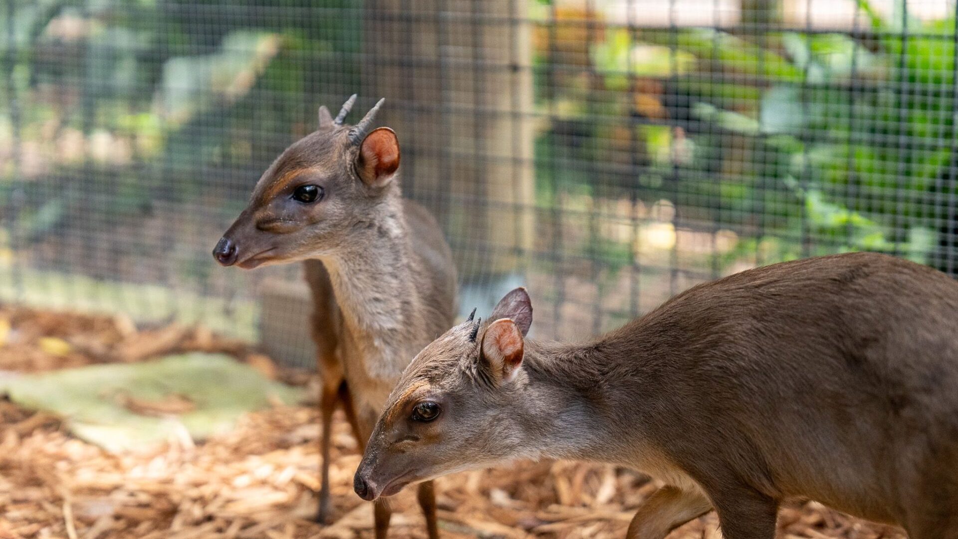 zoo-new-animal-blue-duiker-scaled